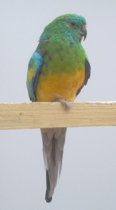 croupion;opaline;lutino1.jpg
