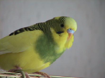 Windy_beau.jpg