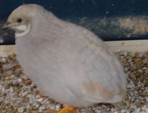 cage3.jpg