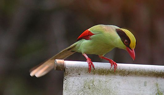 Green_Magpie2.jpg