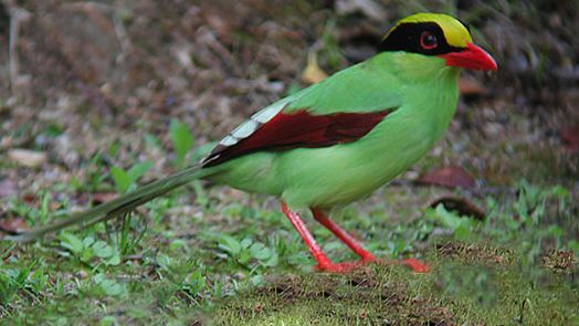 Green_Magpie.jpg