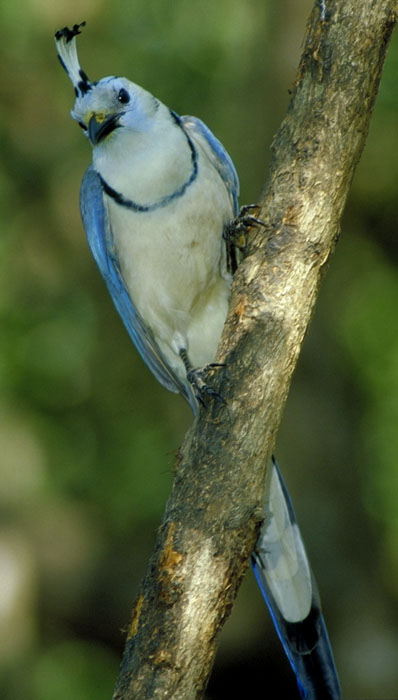 Calocitta formosa.jpg