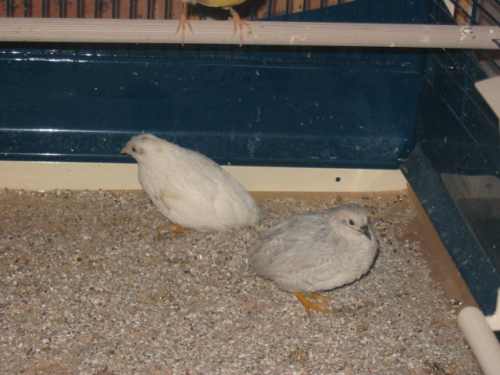 oiseaux 020.jpg