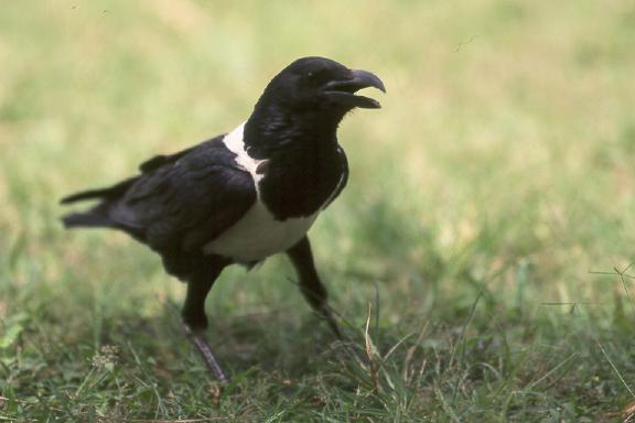 PiedCrow(HM).jpg