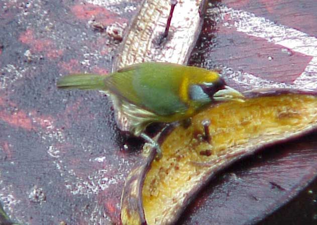 Eubucco bourcieri femelle 02.jpg