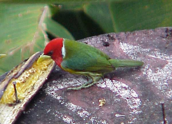 eubucco bourcieri male 02.jpg