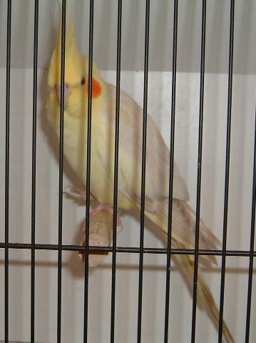 c1.jpg