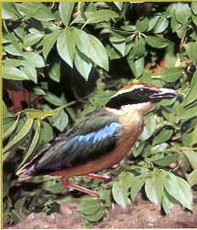 Pitta nympha 02.jpg