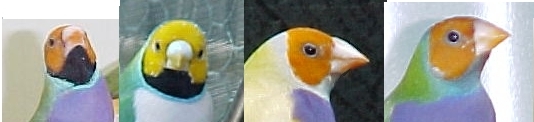 yellowheads.jpg