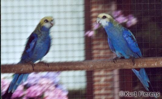 parkiet_australischeenmutaties_023.jpg