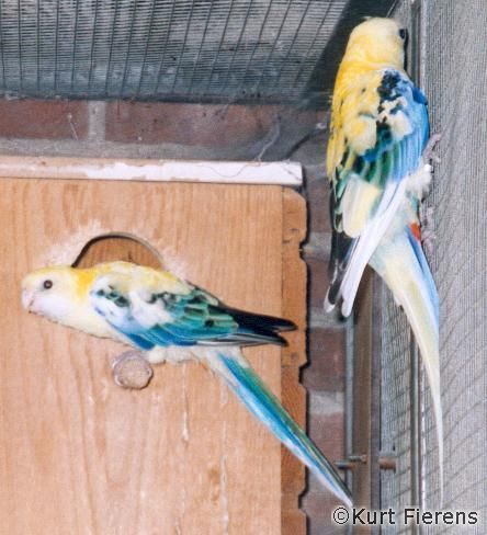 parkiet_australischeenmutaties_068.jpg