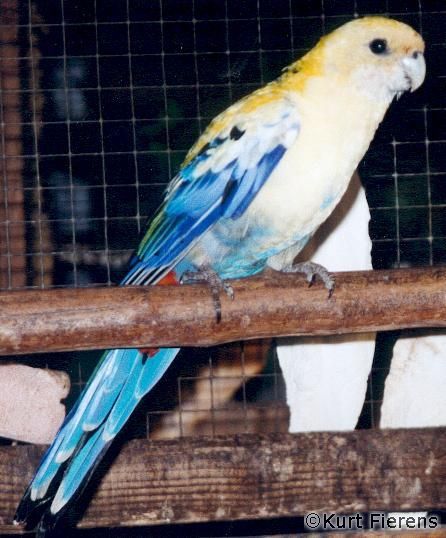 parkiet_australischeenmutaties_033.jpg