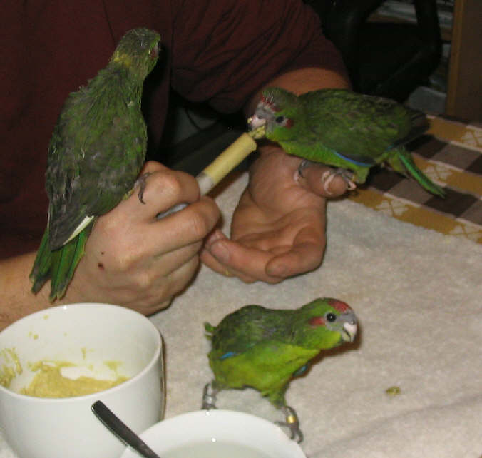 BB3manges.jpg