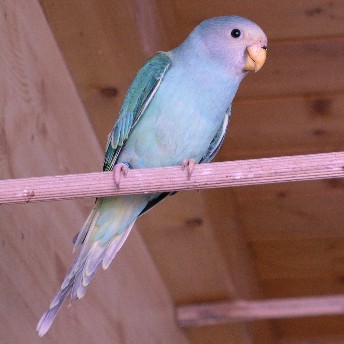 blau11.jpg