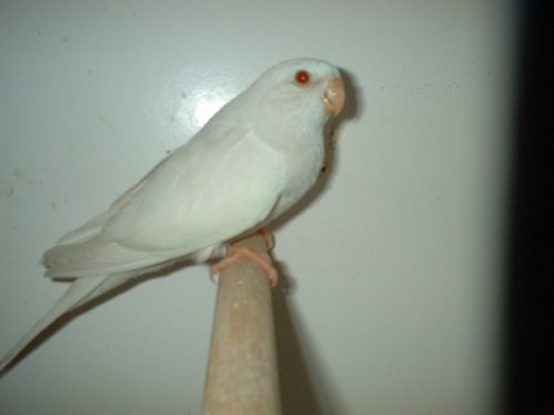 roso5.jpg