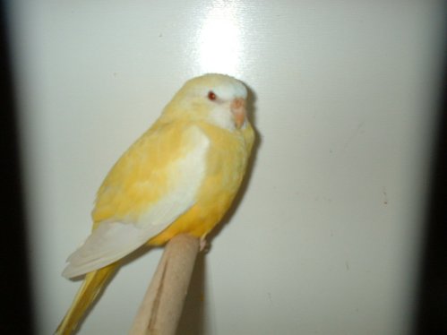 roso6.jpg