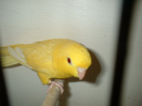 roso9.jpg