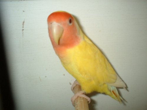 roso8.jpg