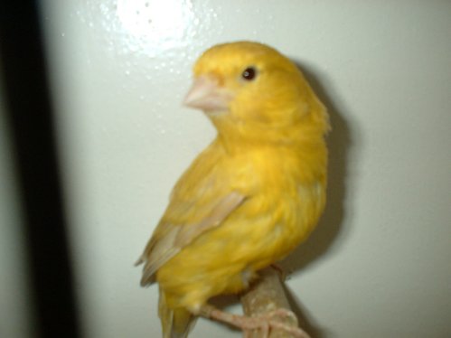 roso10.jpg