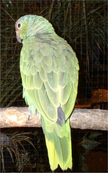 amazone Oraison.jpg