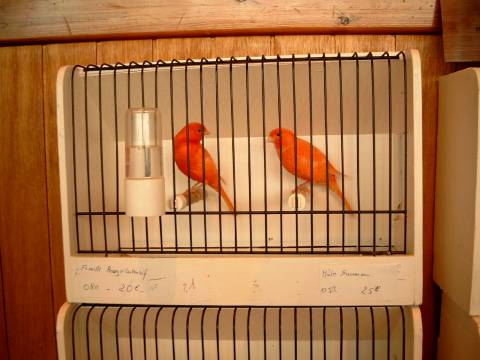 canari_rouge.jpg