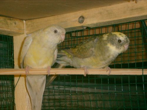 perruche (54).JPG
