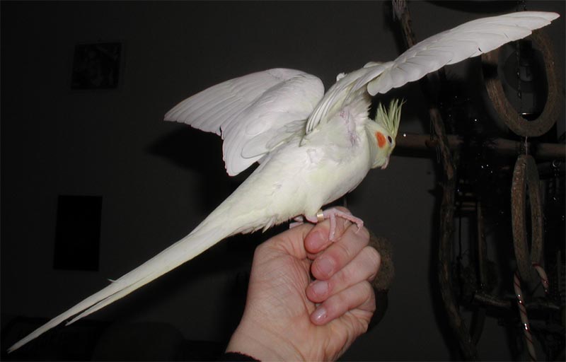 Lutti.jpg