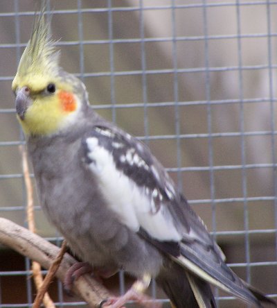 male calo opaline.jpg