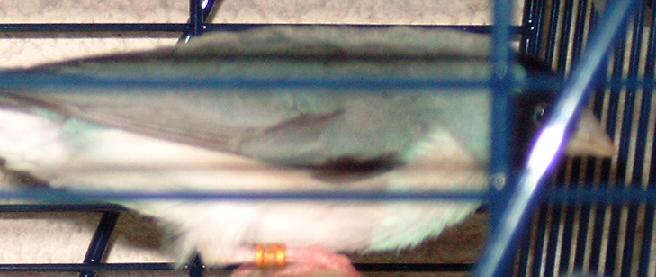 Femelle Bleu TN PB.JPG