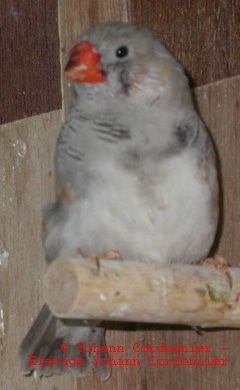 Mandarin DP-BF.jpg