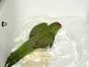 Woopie prend son bain1.JPG