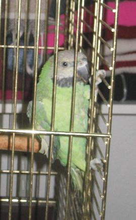 kiwi3.JPG