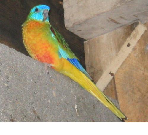 turquoisine.JPG