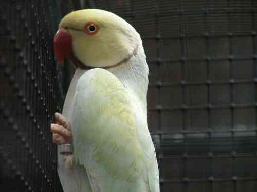 trÃ¨s belle mutation de collier.jpg