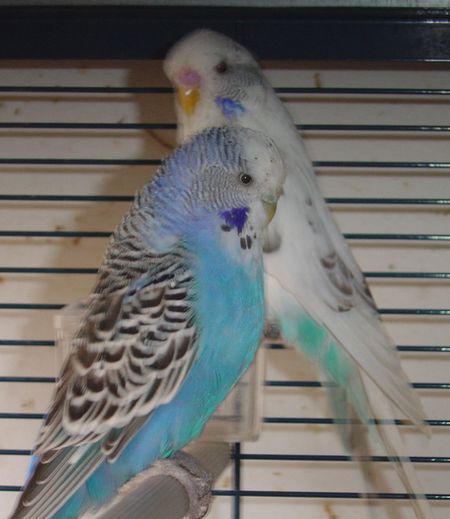 cage6.jpg