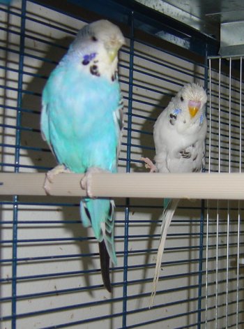 oiseau12.jpg