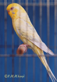 fallow1-2.jpg