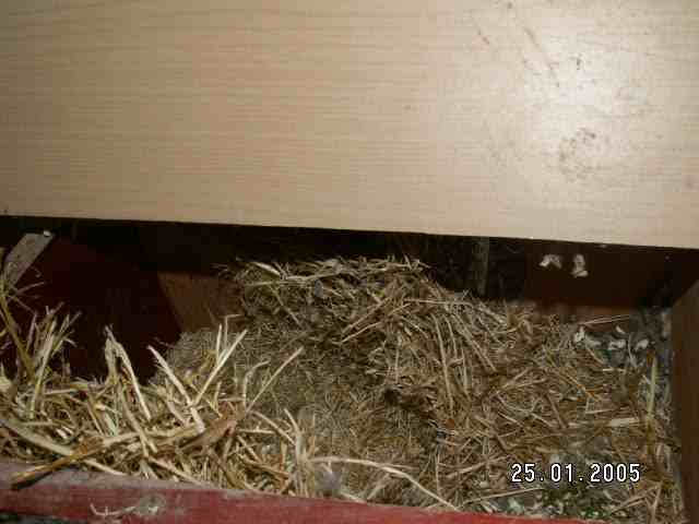 Photo7nid.jpg