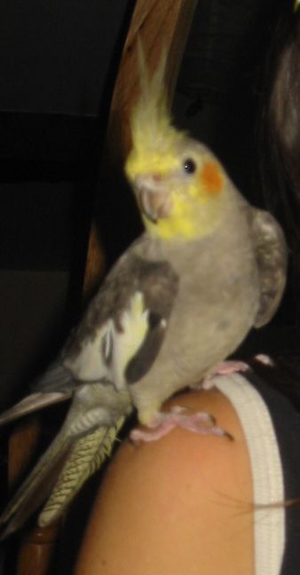 Calypso.jpg
