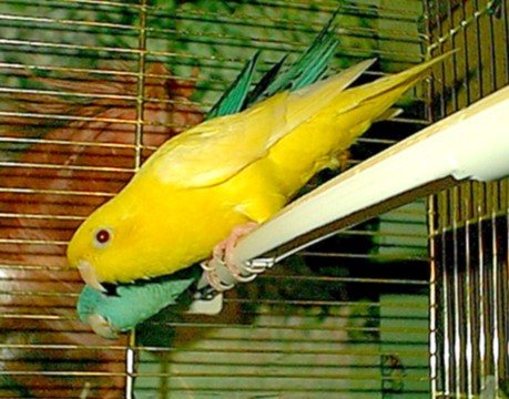 Lutino Bleu5.jpg