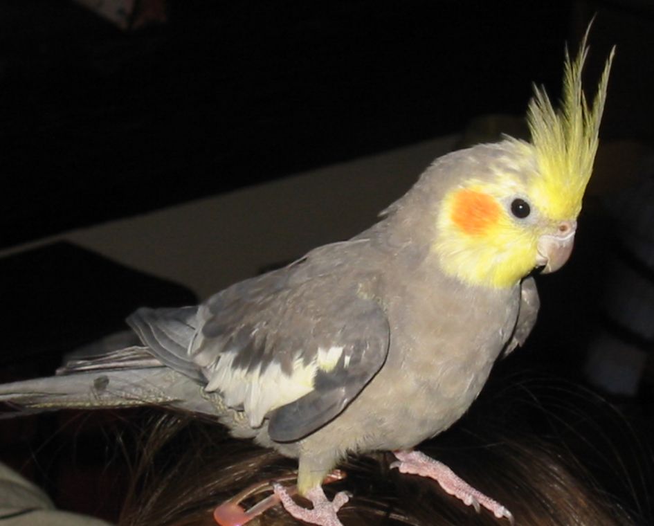 Calypso 3.jpg