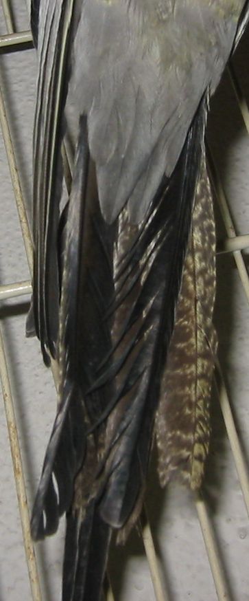 Calypso 2.jpg