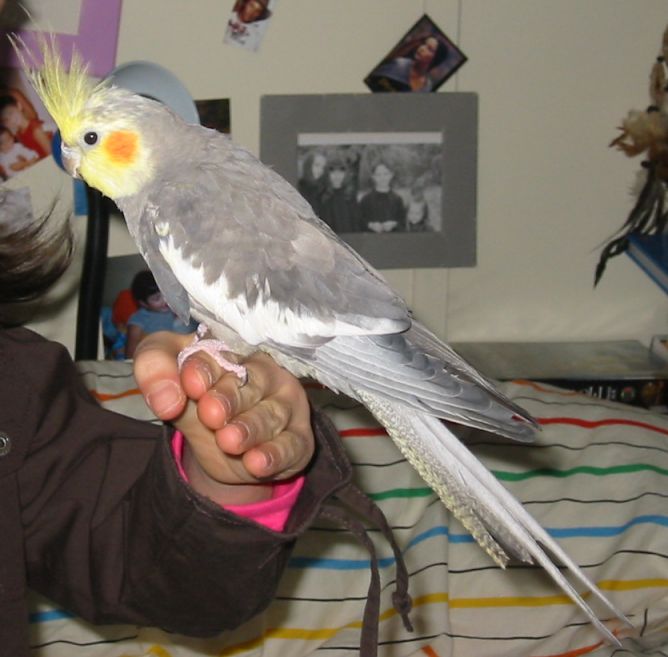 Calypso 1.jpg