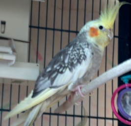 Lola1.jpg