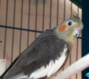 Niaka.jpg