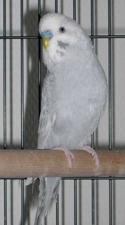 petit_gris.jpg
