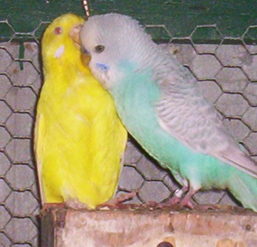 opaline et de panachÃ©).jpg