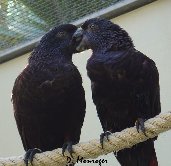 Loro Parque 12.jpg