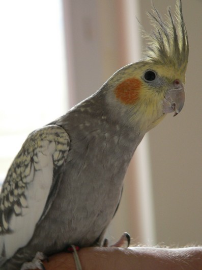 Lili6.jpg