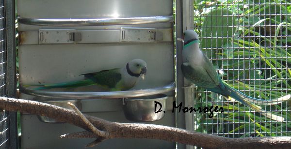 Loro Parque 6.jpg